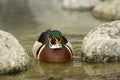 Wild male duck swimming in a pond.