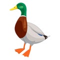 Wild male duck. Waterfowl duck isolated on white background. Vector illustration. Royalty Free Stock Photo