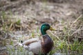 Wild Male DuckMallard Royalty Free Stock Photo