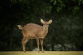 Wild male eld`s deer, thamin, brow-antlered deer in field