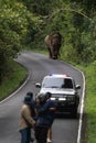 wild male elephant with ivory on road in khao yai national park ,khaoyai national park is one of most important natural sanctuary