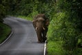 wild male elephant with ivory on road in khao yai national park ,khaoyai national park is one of most important natural sanctuary