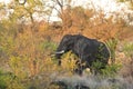 Wild male elephant on sunset, in the bush, Kruger, South Africa Royalty Free Stock Photo