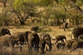 Wild male elephants in the bush, Kruger, South Africa