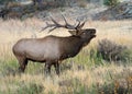 Wild male elk