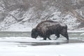 Wild male european bison, bison bonasus crossing river in winter with snow falling around. Royalty Free Stock Photo
