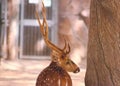 Wild male fallow deer closeup face in the zoo Royalty Free Stock Photo