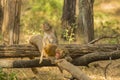 Wild Male and Female Rhesus Macaques on Logs