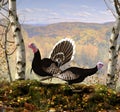 Wild male and female Turkey in full breeding plumage in autumn, during Indian Summer, 3d render illustration Royalty Free Stock Photo