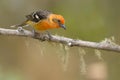 Flame-colored Tanager Royalty Free Stock Photo