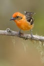 Flame-colored Tanager Royalty Free Stock Photo