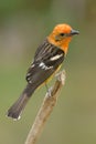 Flame-colored Tanager Royalty Free Stock Photo