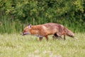 A wild male fox with an injured nose has one tooth showing