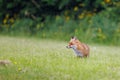 A wild male fox with an injured nose stands in the rain and keeps a cautious lookout