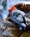 A wild male gang gang cockatoo tending to his nest in Australia