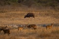 wild male Gaur or Indian Bison or bos gaurus a danger animal or beast with blurred spotted deer or chital axis deer in foreground Royalty Free Stock Photo