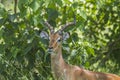 Wild male impala in the bush in Kruger Park, South Africa Royalty Free Stock Photo