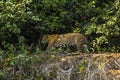 Wild Male Jaguar Walking Along Jungle Riverbank Edge Royalty Free Stock Photo