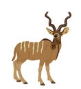 Wild male Kudu antelope vector illustration isolated on white background. Royalty Free Stock Photo