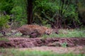 Wild male leopard or panther in monsoon green at jhalana forest reserve or leopard reserve jaipur rajasthan india