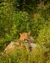 wild male leopard or panther or panthera pardus fusca closeup resting on big rock in natural monsoon green background and eye