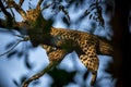 Wild male leopard or panther or panthera pardus fusca on tree trunk taking sunlight in cold winters at dhikala zone of jim corbett