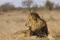 Wild male lion in the grass, Kruger National park, South Africa