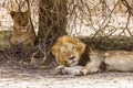 Wild male lion having a nap in savannah, in Kruger park