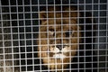 Wild male lion kept in cage inside a circus menagerie - animal abuse