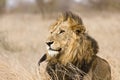 Wild male lion , Kruger National park, South Africa Royalty Free Stock Photo