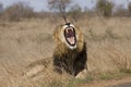 Wild male lion , Kruger National park, South Africa