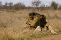 Wild male lion lying down in the bush, Kruger, South Africa Royalty Free Stock Photo