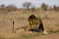 Wild male lion lying down in the bush, Kruger, South Africa Royalty Free Stock Photo