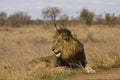 Wild male lion lying down in the bush, Kruger, South Africa Royalty Free Stock Photo