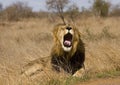 Wild male lion lying down in the bush, Kruger, South Africa