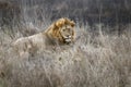 Wild male lion with mane laying in the grass in the morning hours at Maasai Mara National Reserve, Kenya Royalty Free Stock Photo