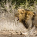 Wild male lion roaring in savannah