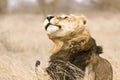 Wild male lion shaking himself , Kruger National park, South Africa Royalty Free Stock Photo