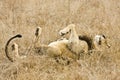 Wild male lion sleeping in grass, Kruger National park, South Africa Royalty Free Stock Photo