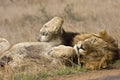 Wild male lion sleeping , Kruger National park, South Africa Royalty Free Stock Photo