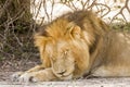 Wild male lion sleeping in savannah, in Kruger park