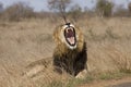 Wild male lion yawning , Kruger National park, South Africa