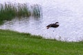 male mallard duck flying from shore