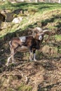 Wild male mountain goat with big horns on a mountain landscape Royalty Free Stock Photo