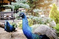 wild male peacock bird with colorful feathers,plumage.peafowl with close tail walking in nature park Royalty Free Stock Photo