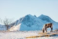 Wild male reindeer