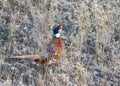 Wild, Male Ring necked Pheasant in Cheney, Washington