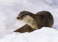 Wild male river otter on the snow-dusted ice of the river Royalty Free Stock Photo