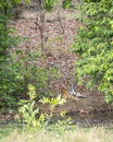 Wild male royal bengal male tiger cub resting in shade of green tree and waiting for his mother during hot summer season safari at Royalty Free Stock Photo