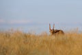 Wild male Saiga antelope in Kalmykia steppe Royalty Free Stock Photo